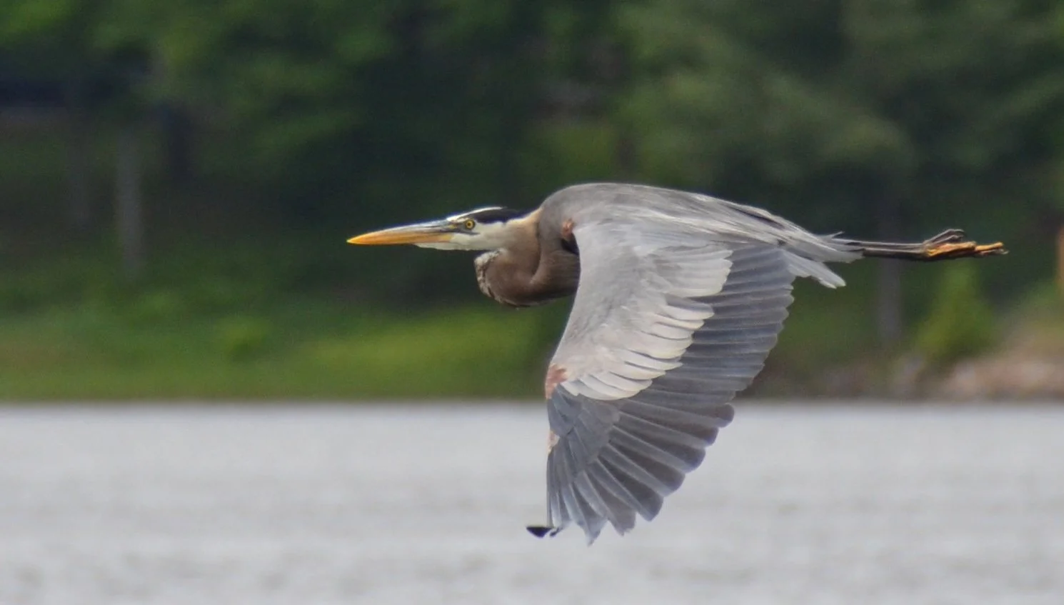 A great blue heron along the shoreline