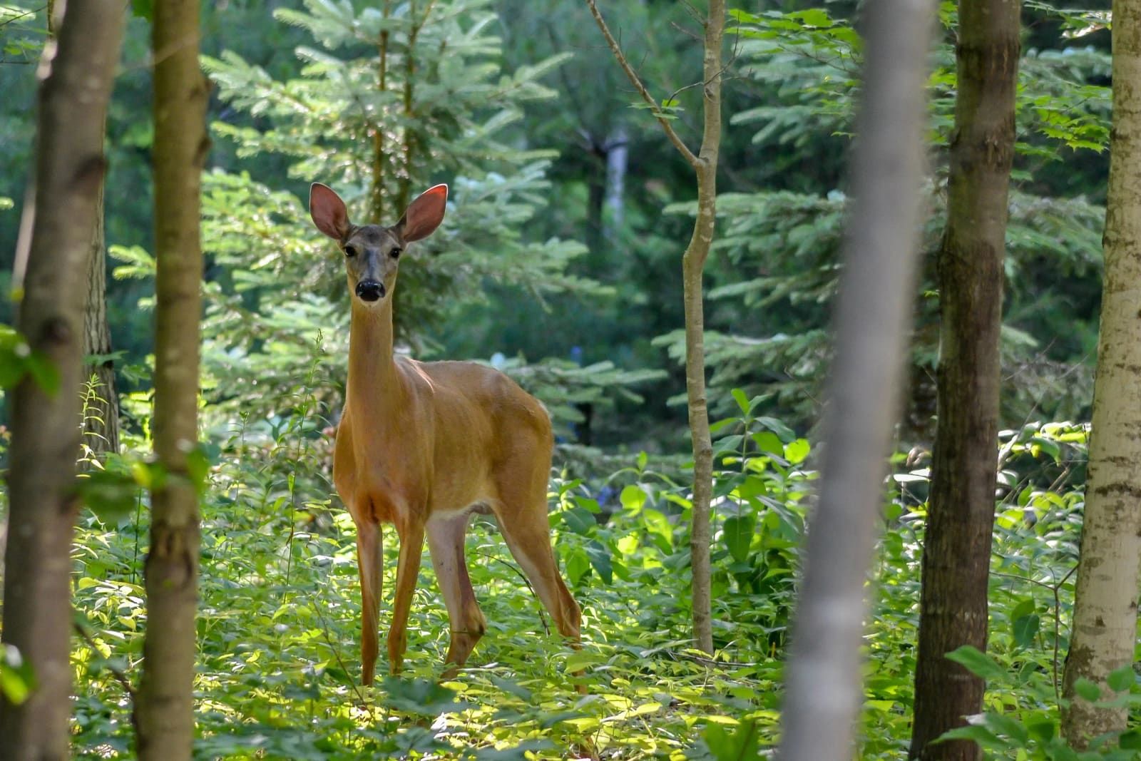 Nature & Wildlife, Anne Donaghy